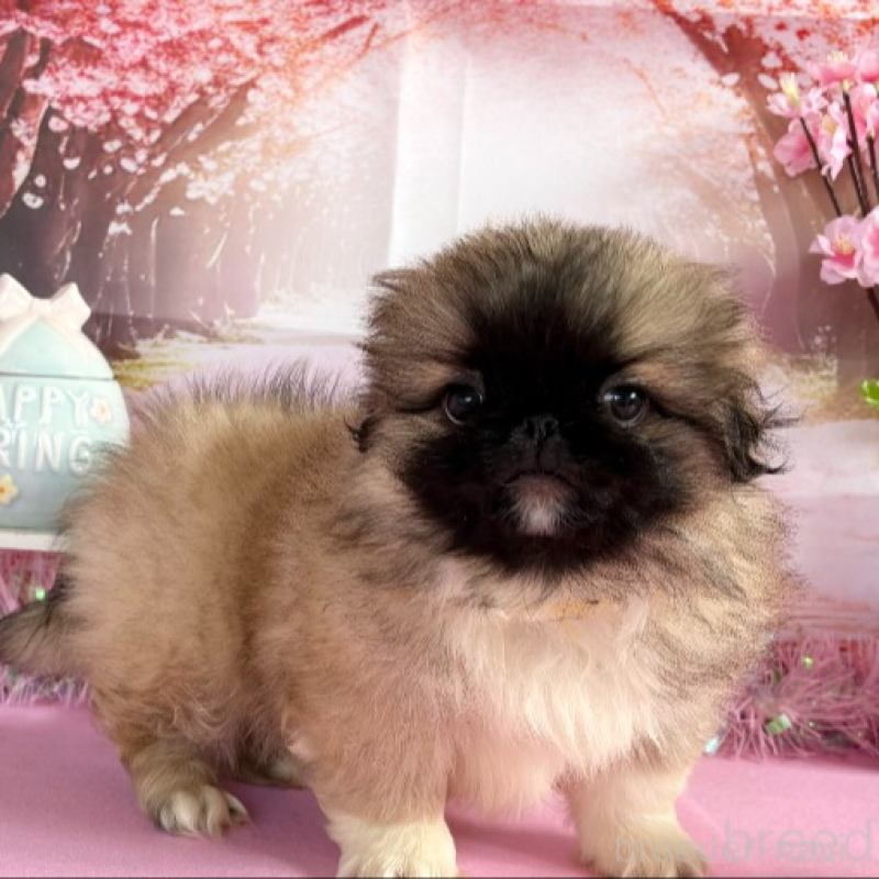 販売中の秋田県のペキニーズ-440941の4枚目