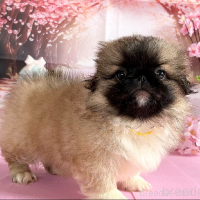 販売中の秋田県のペキニーズ-440941の3枚目