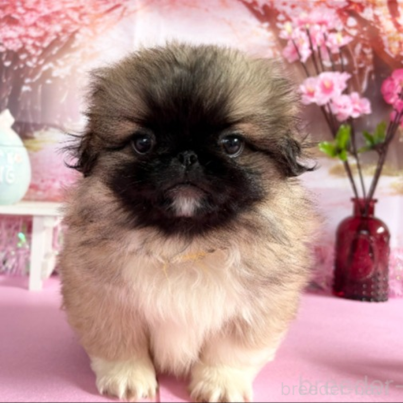 販売中の秋田県のペキニーズ-440941の2枚目