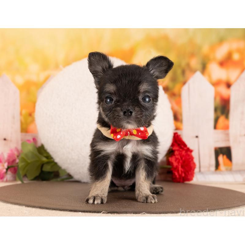 販売中の愛知県のチワワ(ロングコート)-450052の5枚目