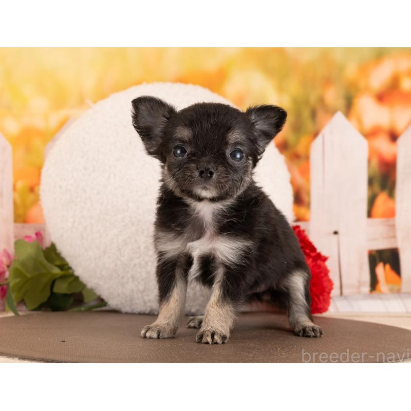 販売中の愛知県のチワワ(ロングコート)-450052の4枚目