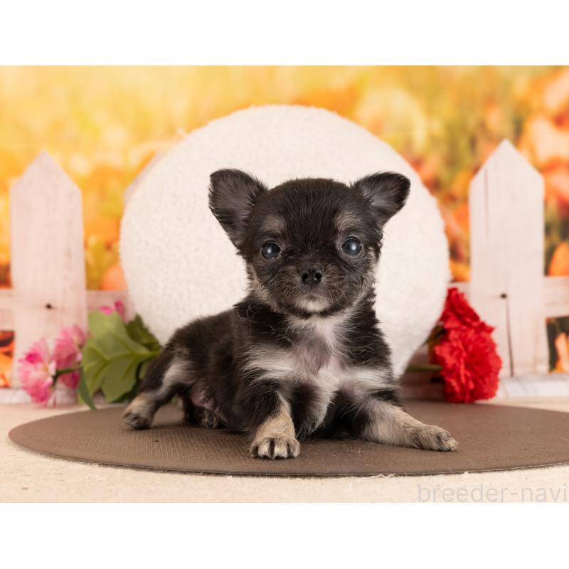 販売中の愛知県のチワワ(ロングコート)-450052の3枚目