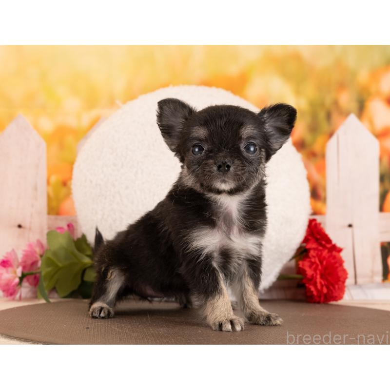 販売中の愛知県のチワワ(ロングコート)-450052の2枚目