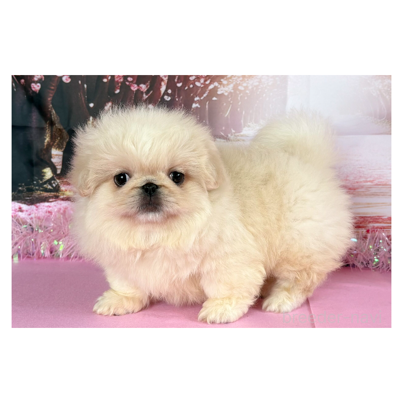 販売中の秋田県のペキニーズ-440938の4枚目