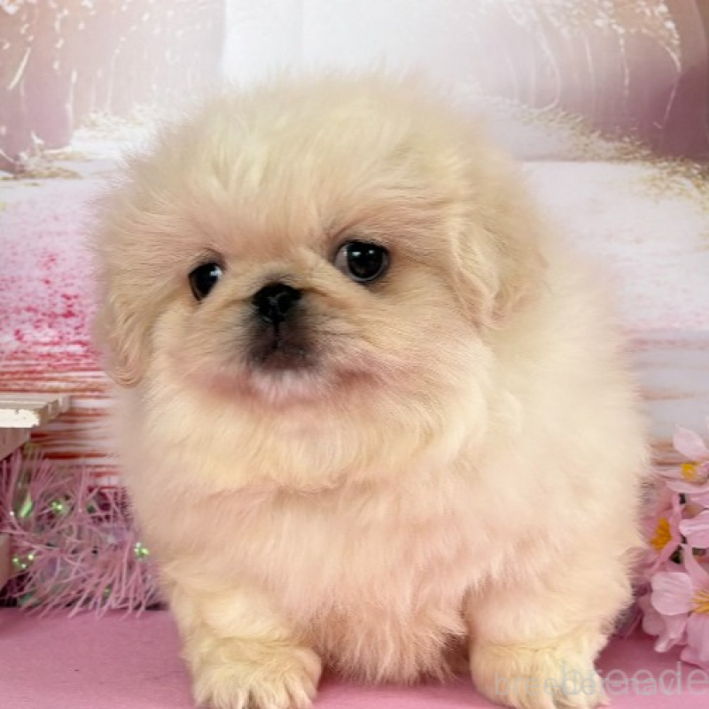 販売中の秋田県のペキニーズ-440938の3枚目