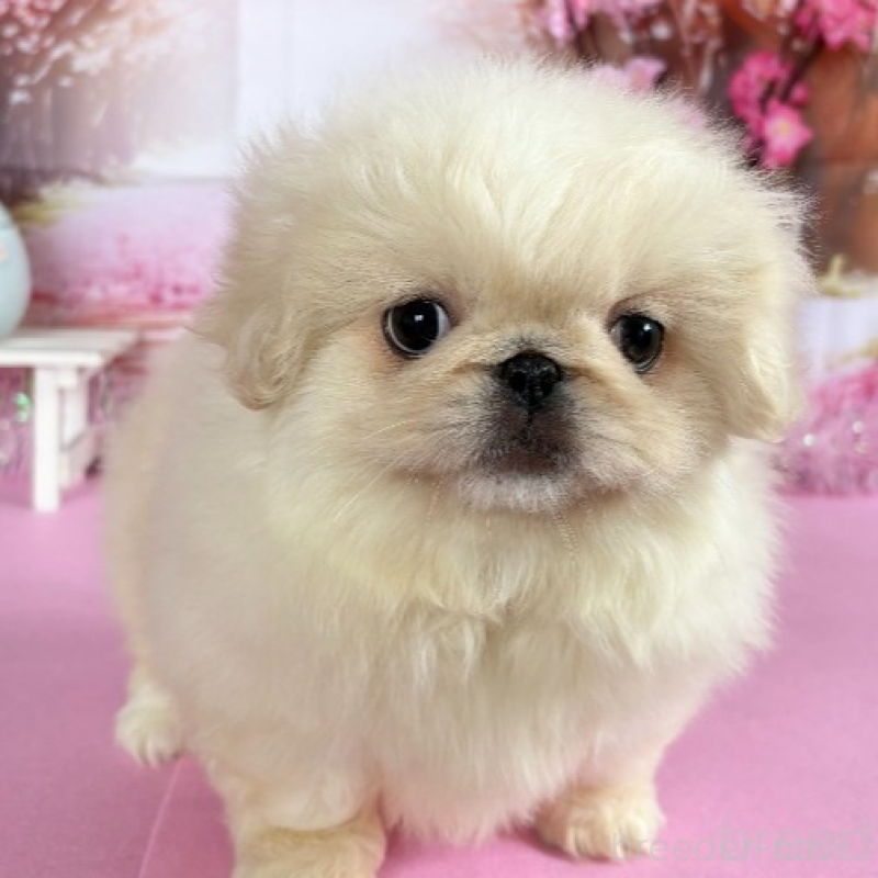 販売中の秋田県のペキニーズ-440938