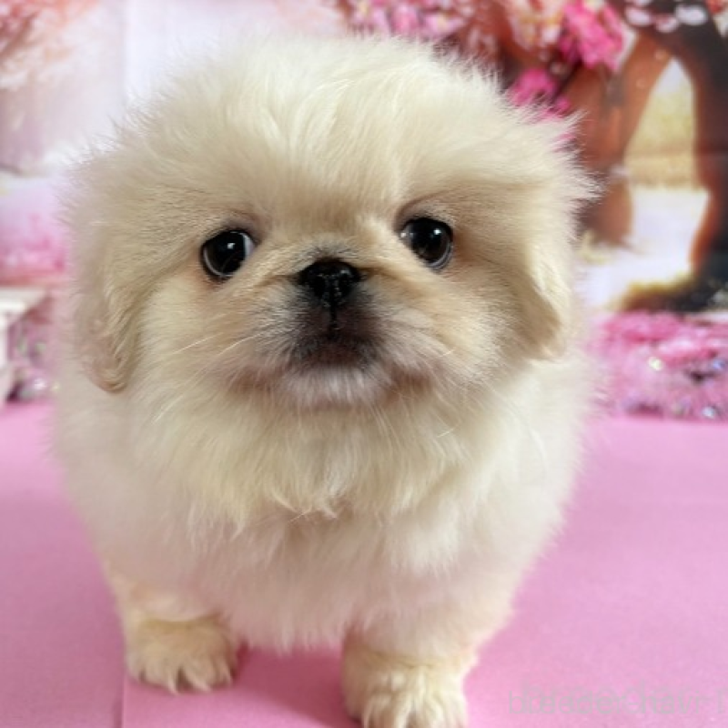 販売中の秋田県のペキニーズ-440938の2枚目