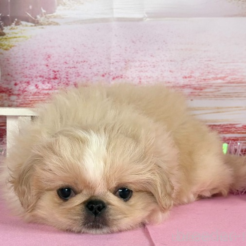 販売中の秋田県のペキニーズ-440937の4枚目