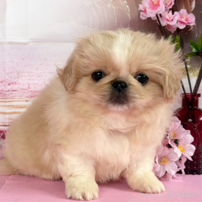 販売中の秋田県のペキニーズ-440937の2枚目