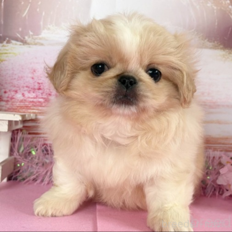 販売中の秋田県のペキニーズ-440937