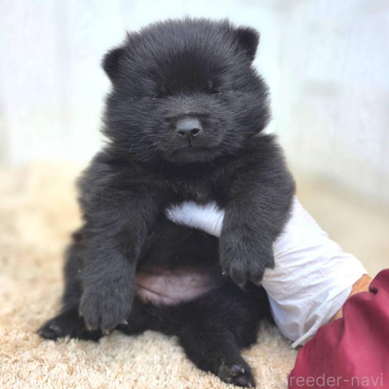 販売中の茨城県のスキッパーキ-450051の11枚目