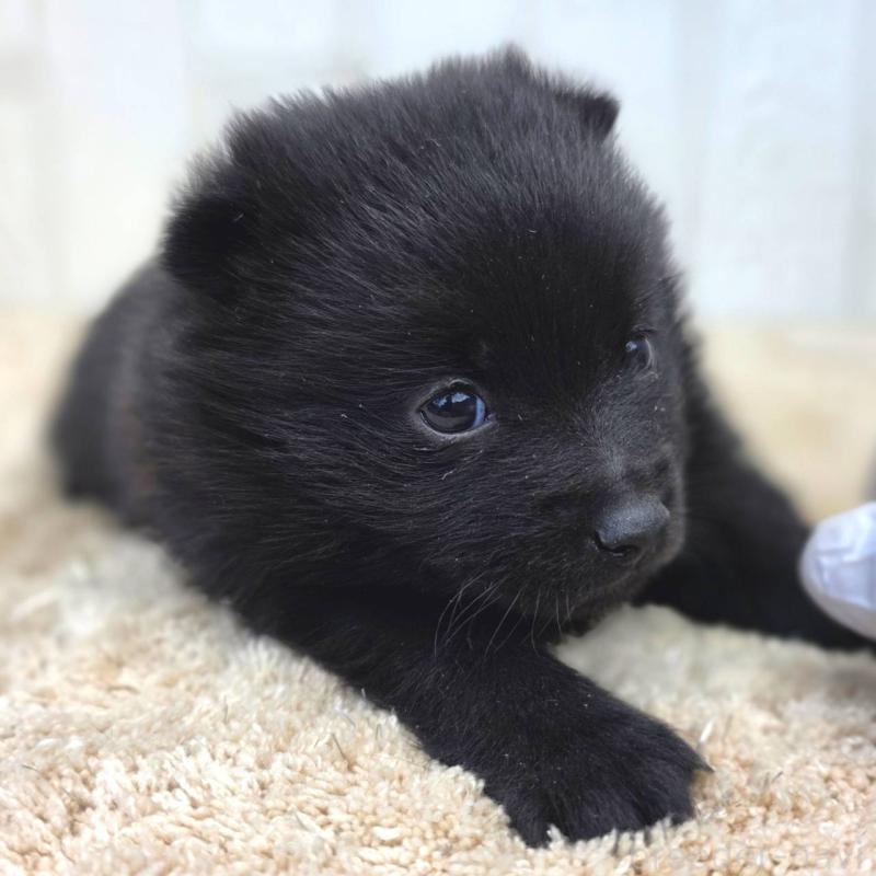 販売中の茨城県のスキッパーキ-450051の10枚目