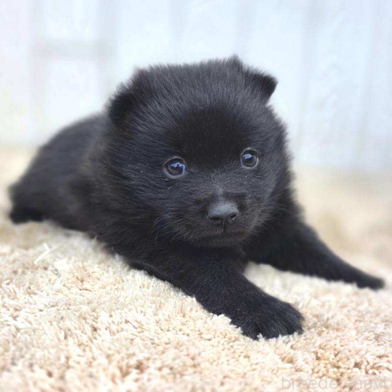 販売中の茨城県のスキッパーキ-450051の8枚目