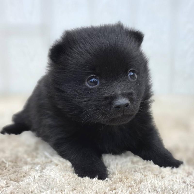 販売中の茨城県のスキッパーキ-450051の1枚目