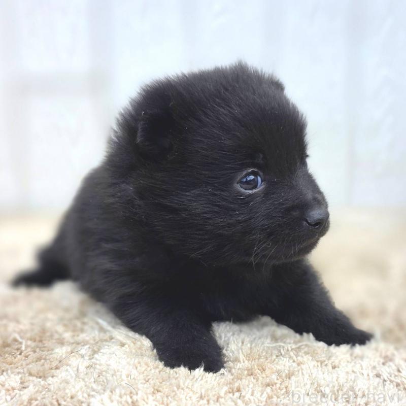 販売中の茨城県のスキッパーキ-450051の7枚目