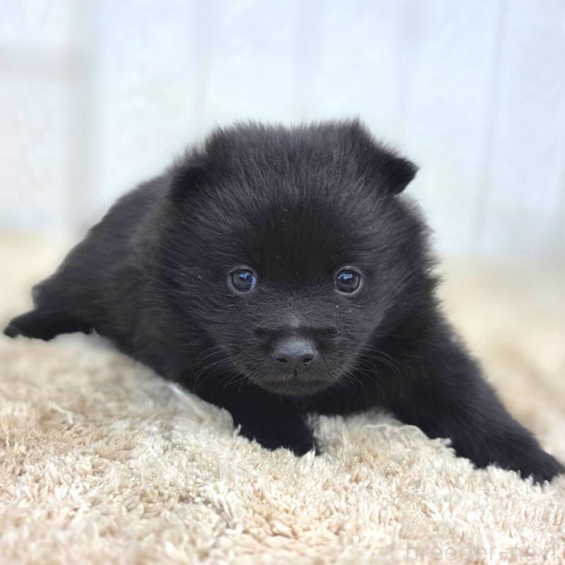 販売中の茨城県のスキッパーキ-450051の6枚目