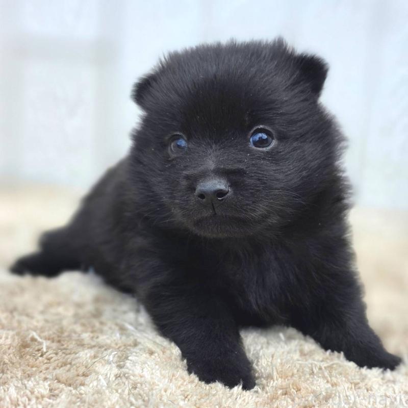 販売中の茨城県のスキッパーキ-450051の5枚目