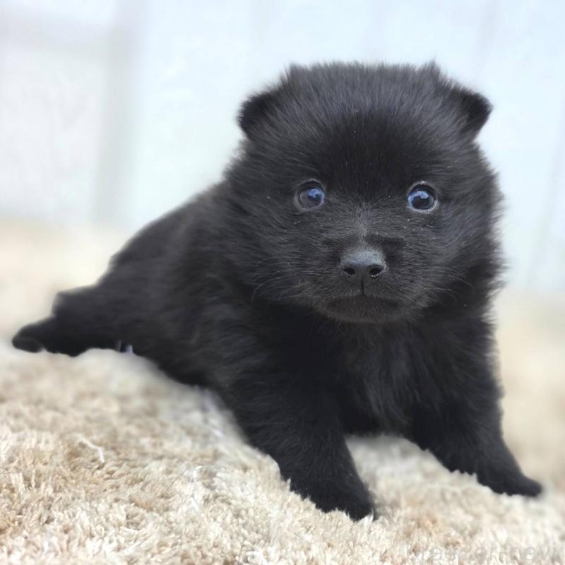 販売中の茨城県のスキッパーキ-450051の4枚目