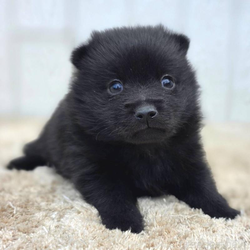 販売中の茨城県のスキッパーキ-450051の3枚目