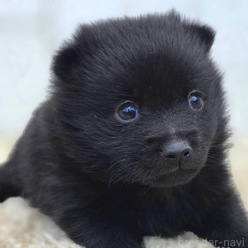 販売中の茨城県のスキッパーキ-450051の2枚目