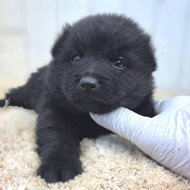 販売中の茨城県のスキッパーキ-450053の7枚目