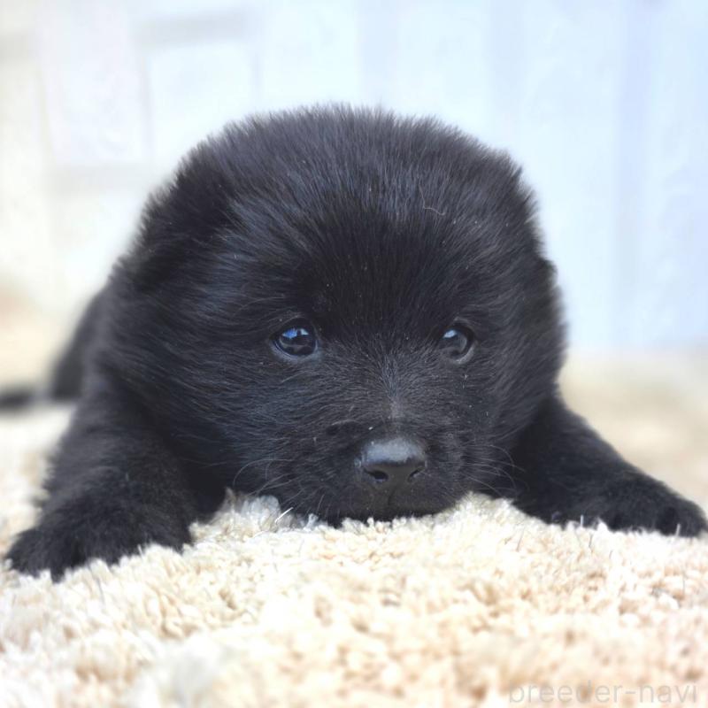 販売中の茨城県のスキッパーキ-450053の6枚目