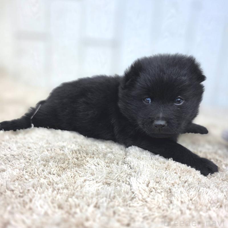 販売中の茨城県のスキッパーキ-450053の5枚目