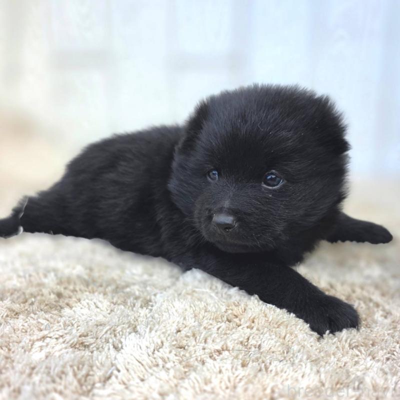 販売中の茨城県のスキッパーキ-450053の4枚目