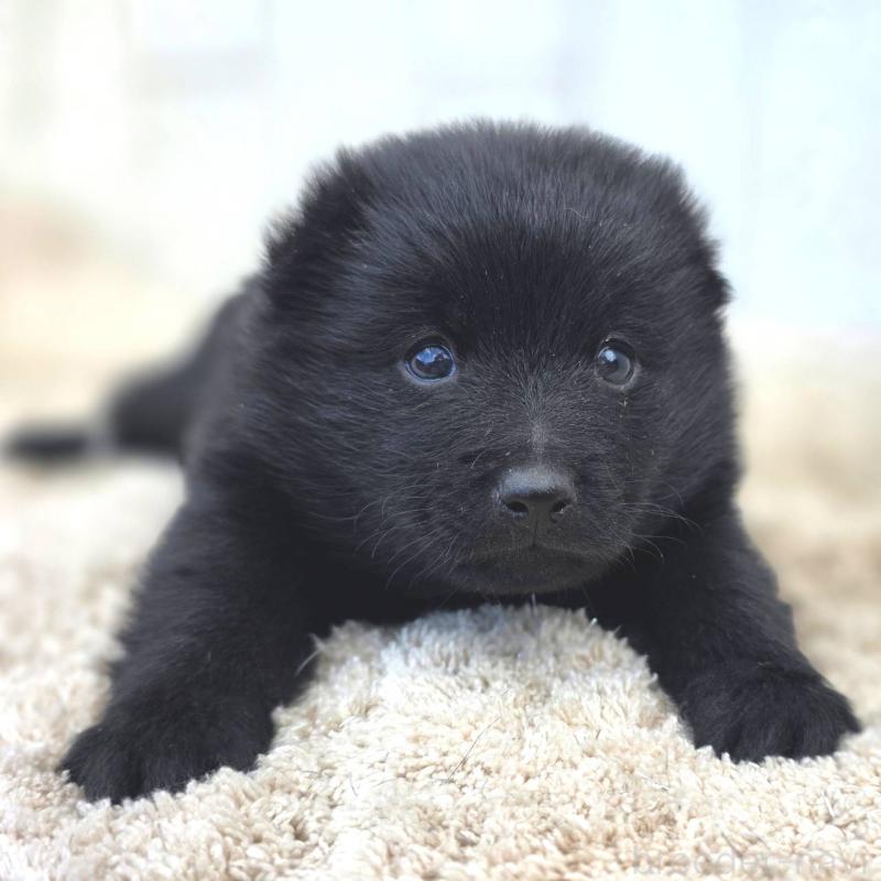 販売中の茨城県のスキッパーキ-450053の3枚目