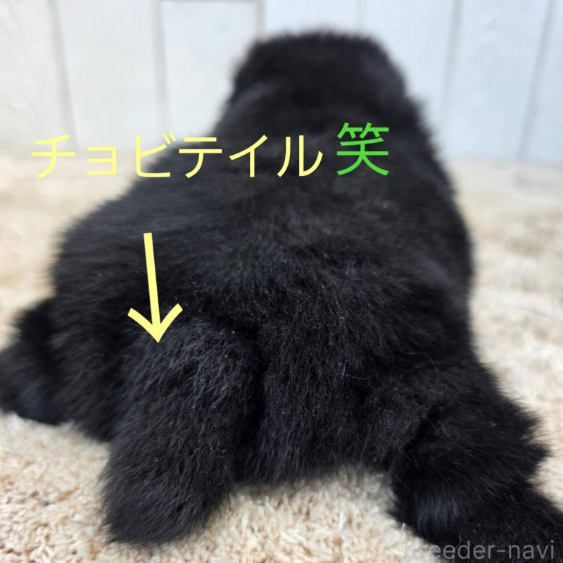 販売中の茨城県のスキッパーキ-450053の2枚目