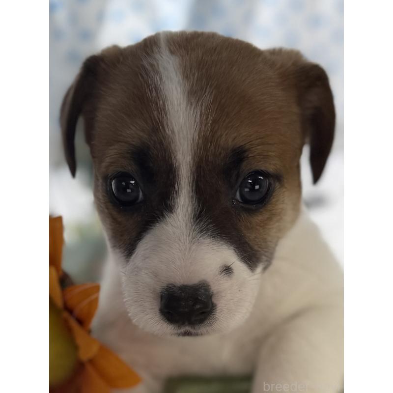 販売中の宮崎県のジャックラッセルテリア-448712の8枚目