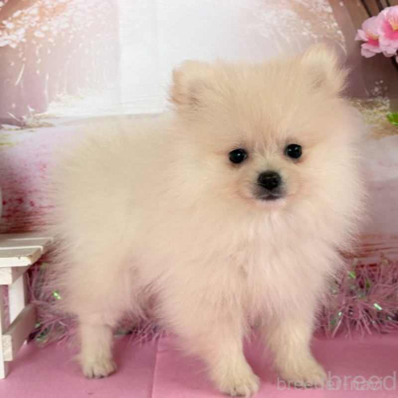 販売中の秋田県のポメラニアン-440725の5枚目