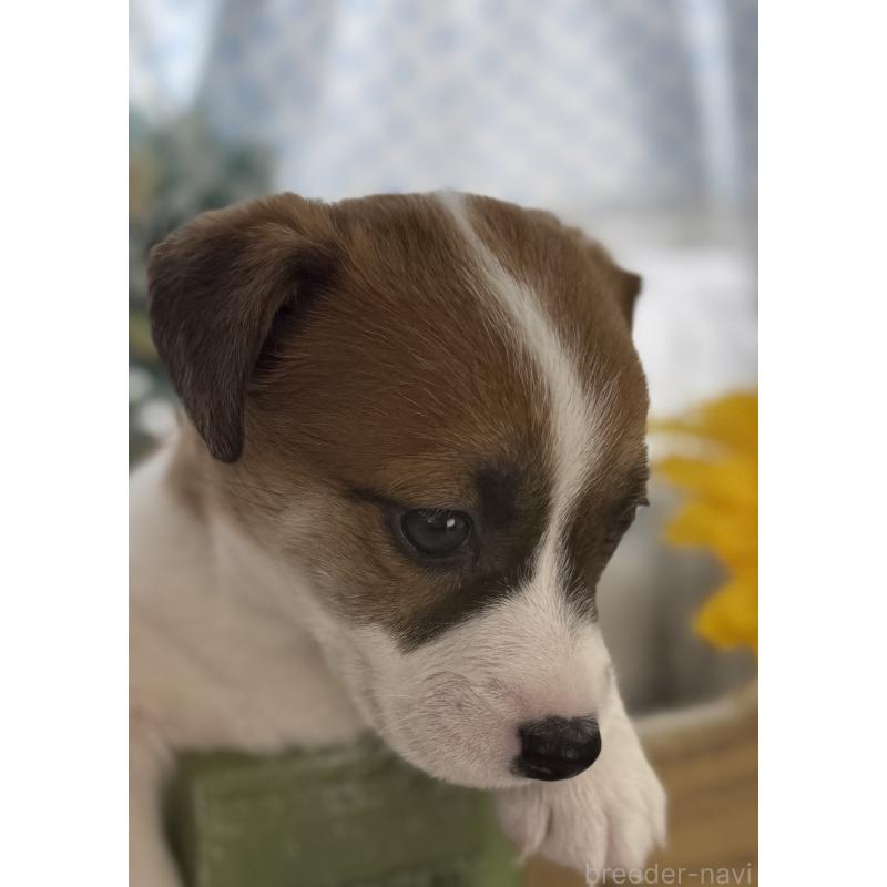 販売中の宮崎県のジャックラッセルテリア-448712の7枚目