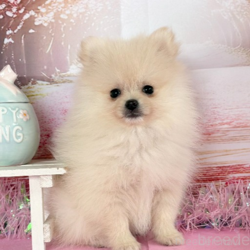 販売中の秋田県のポメラニアン-440725の4枚目