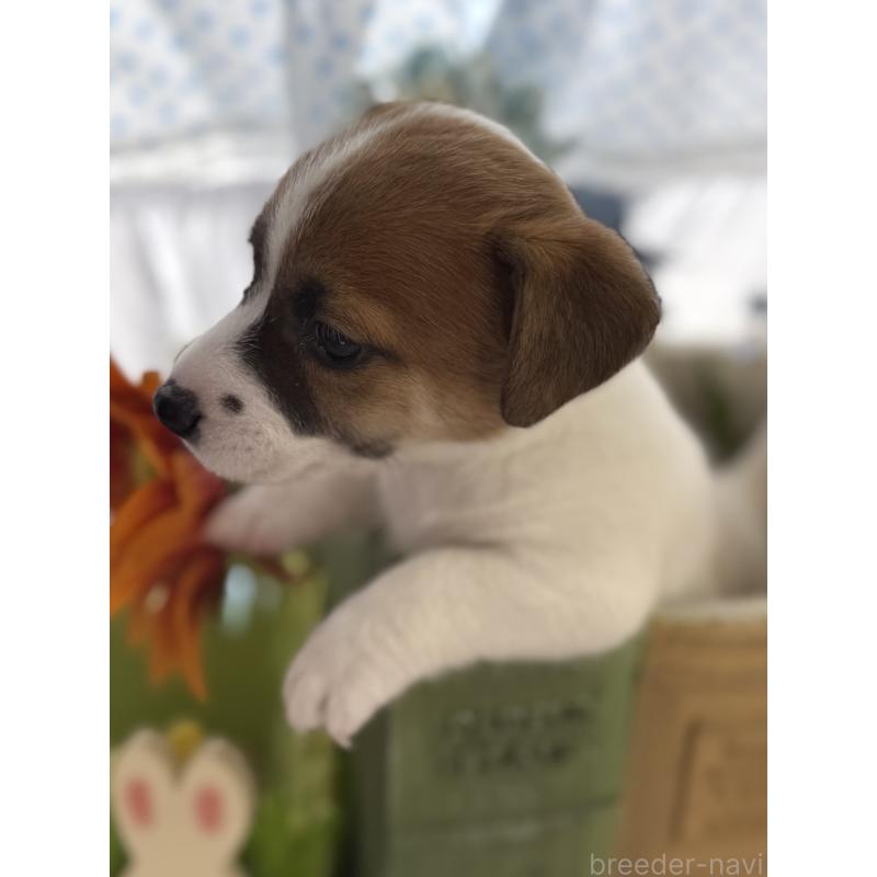 販売中の宮崎県のジャックラッセルテリア-448712の6枚目