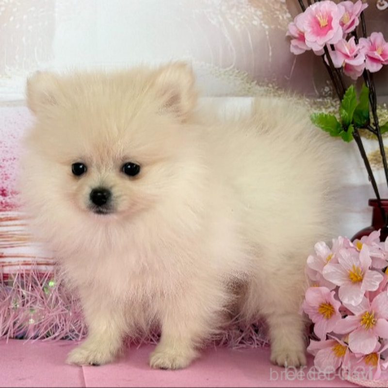 販売中の秋田県のポメラニアン-440725の3枚目