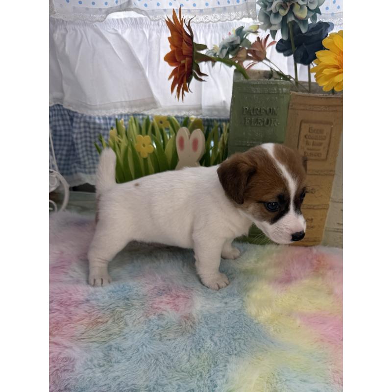 販売中の宮崎県のジャックラッセルテリア-448712の5枚目