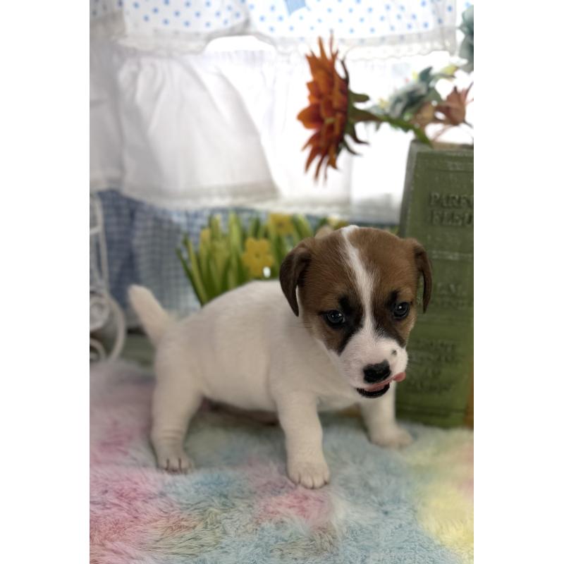 販売中の宮崎県のジャックラッセルテリア-448712の4枚目