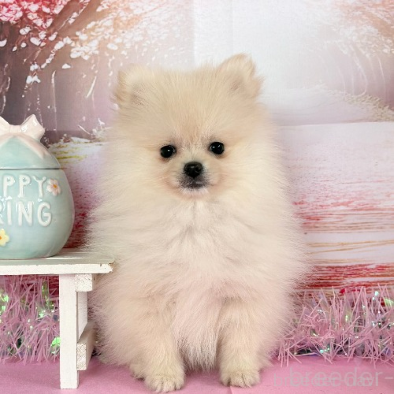 販売中の秋田県のポメラニアン-440725