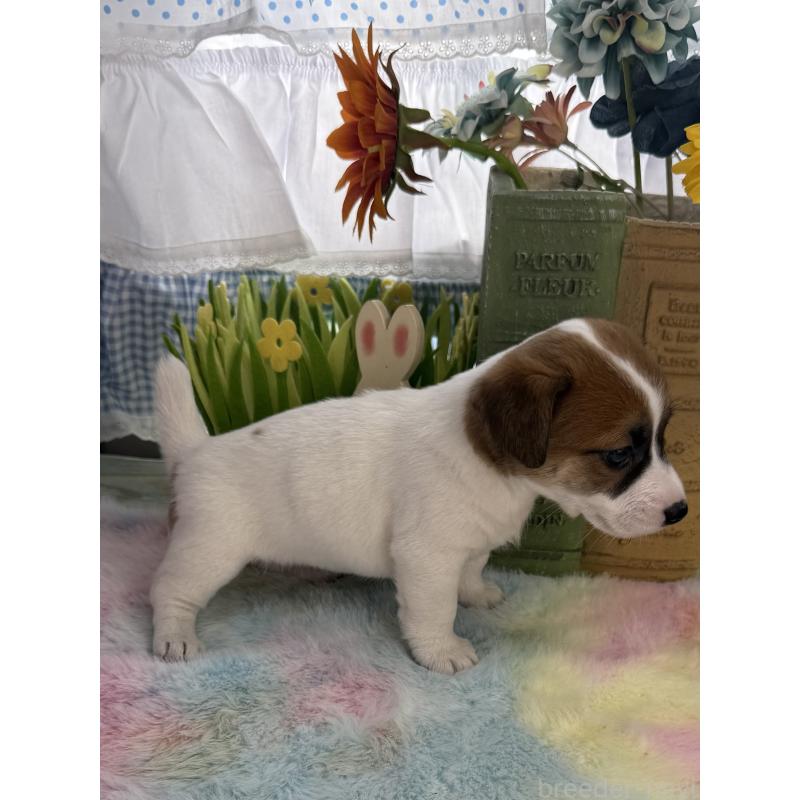 販売中の宮崎県のジャックラッセルテリア-448712の3枚目