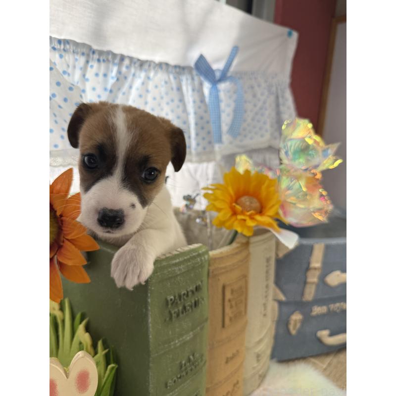 販売中の宮崎県のジャックラッセルテリア-448712の2枚目