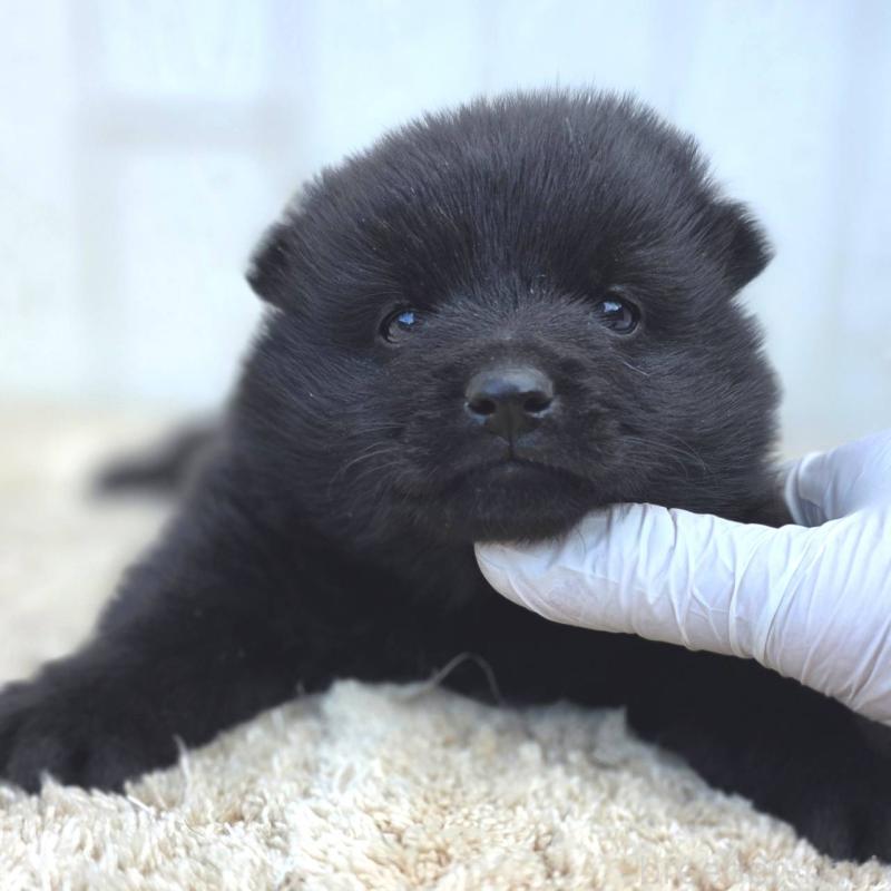 販売中の茨城県のスキッパーキ-450054の8枚目