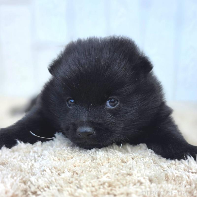 販売中の茨城県のスキッパーキ-450054の7枚目