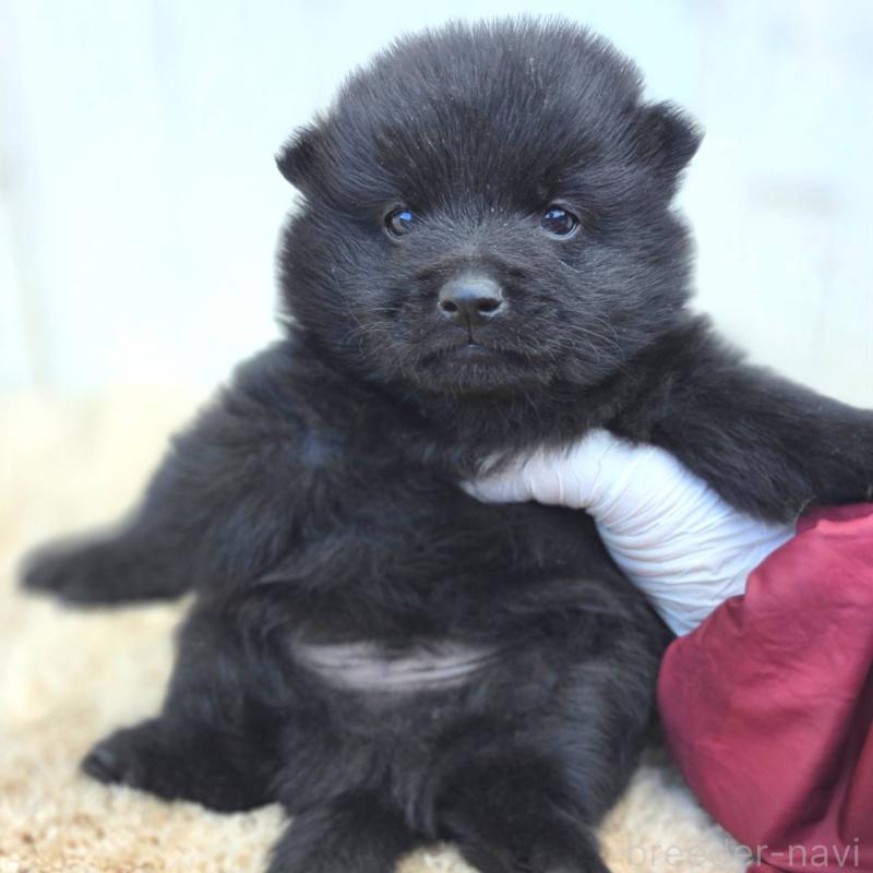 販売中の茨城県のスキッパーキ-450054の6枚目