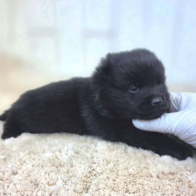 販売中の茨城県のスキッパーキ-450054の5枚目