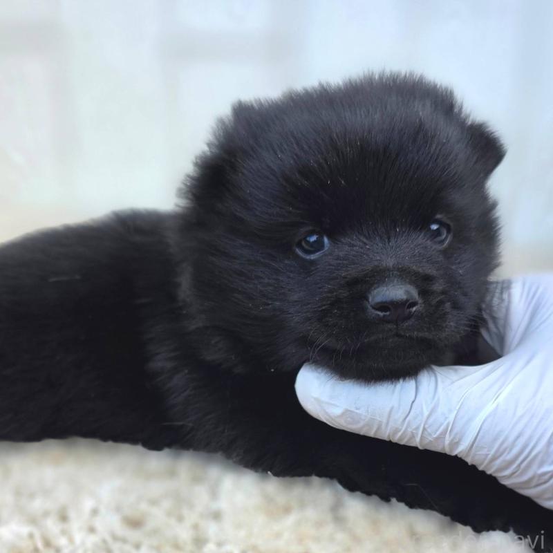 販売中の茨城県のスキッパーキ-450054の4枚目