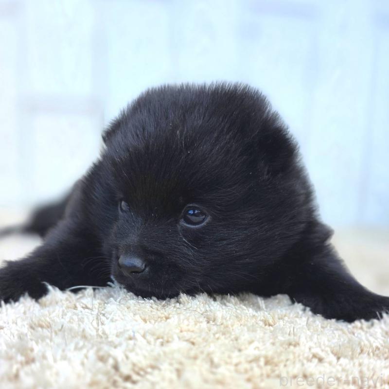 販売中の茨城県のスキッパーキ-450054の3枚目