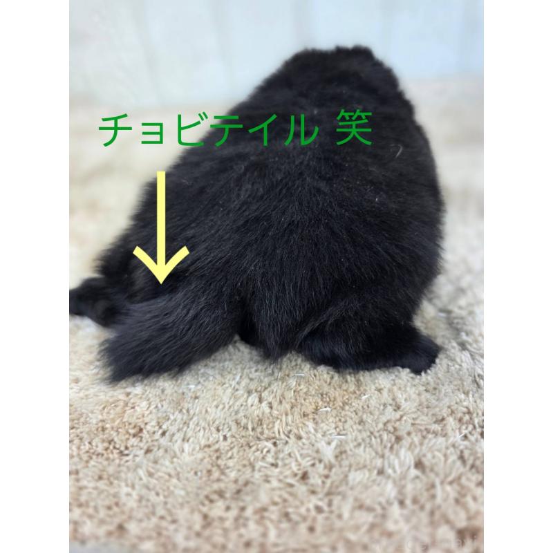 販売中の茨城県のスキッパーキ-450054の2枚目