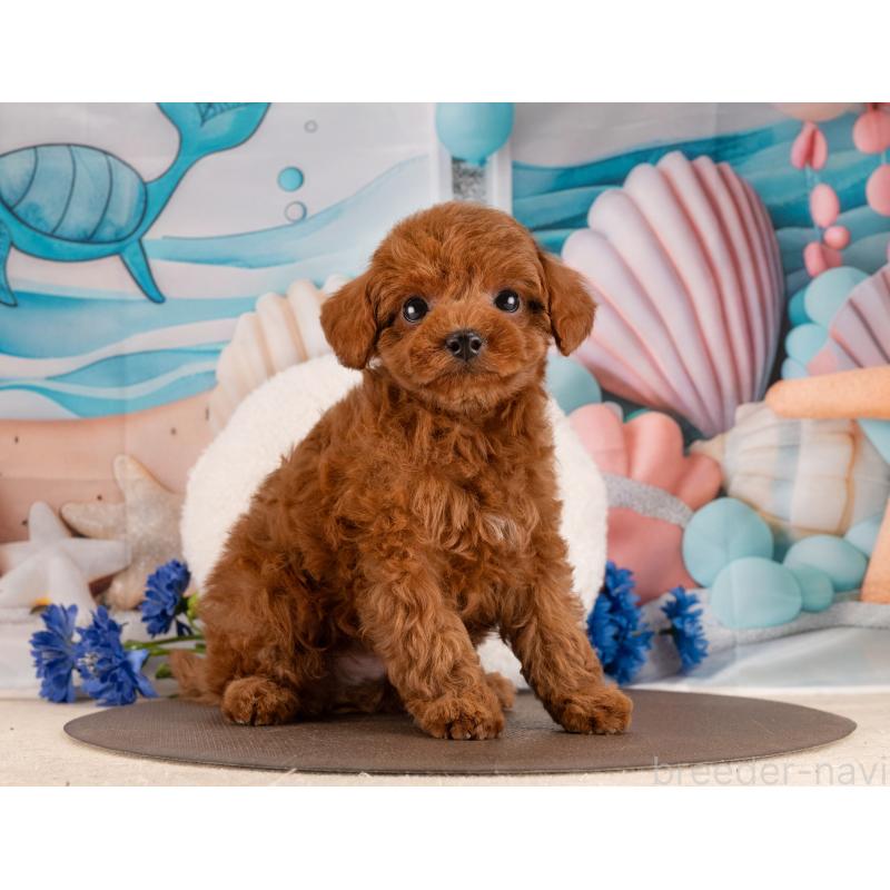 販売中の愛知県のトイプードル-450055の5枚目