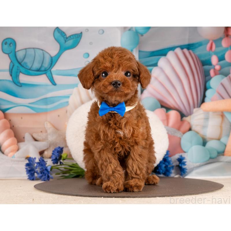 販売中の愛知県のトイプードル-450055の4枚目